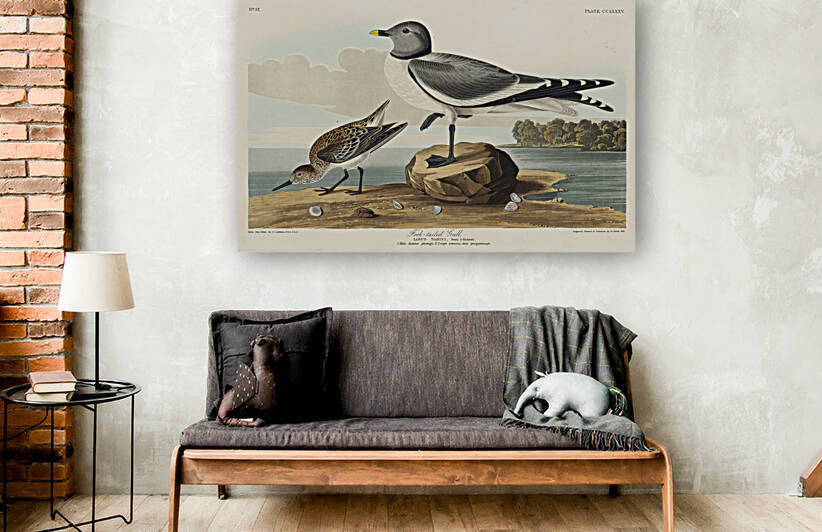 Fork-tailed Gull by IStockHistory com