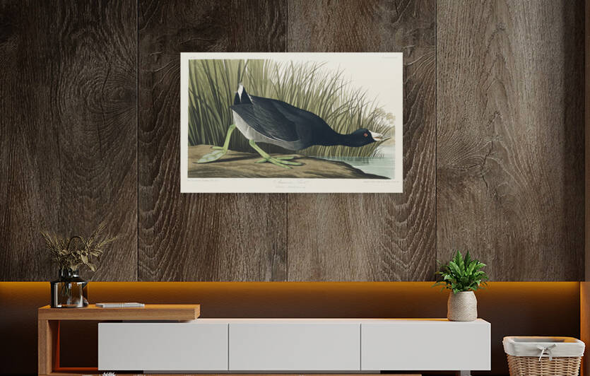 American Coot by IStockHistory com