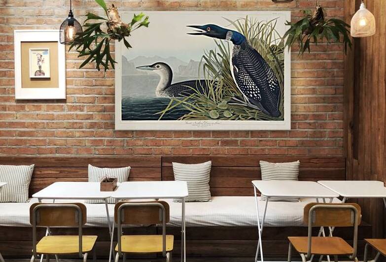 Great Northern Diver or Loon by IStockHistory com