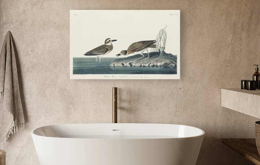 Wilsons Plover by IStockHistory com