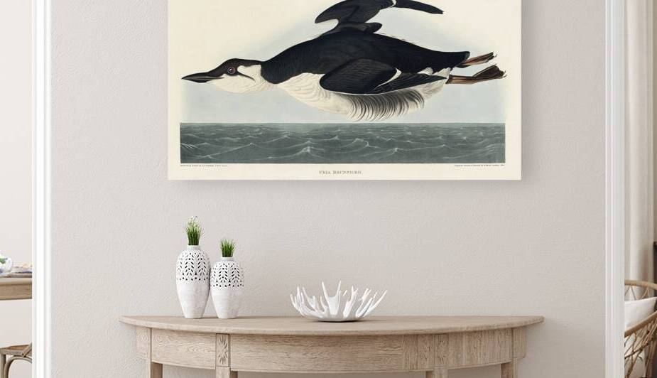 Uria Brunnichi by IStockHistory com
