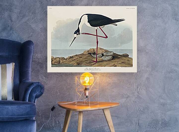Long-legged Avocet by IStockHistory com