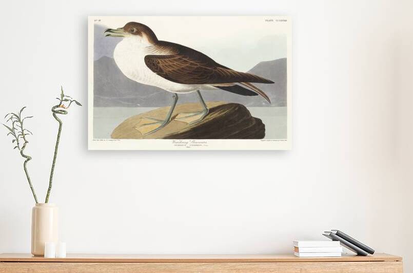 Wandering Shearwater Reproduction