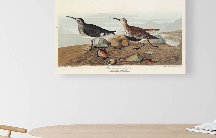 Red backed Sandpiper by IStockHistory com