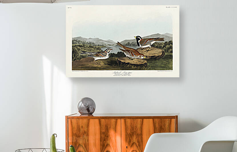 Lapland Long-spur by IStockHistory com