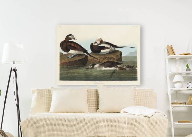 Long-tailed Duck by IStockHistory com