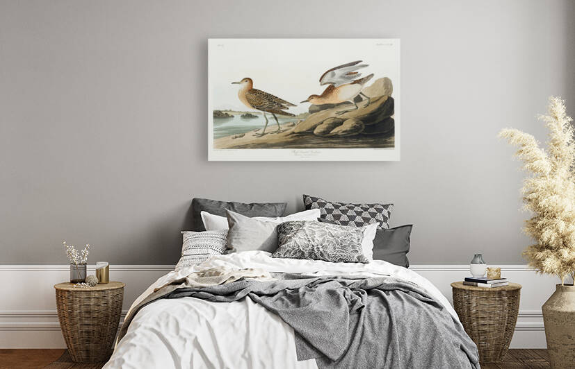 Buff breasted Sandpiper by IStockHistory com
