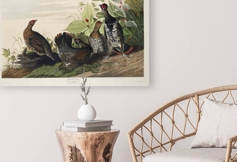Spotted Grouse by IStockHistory com