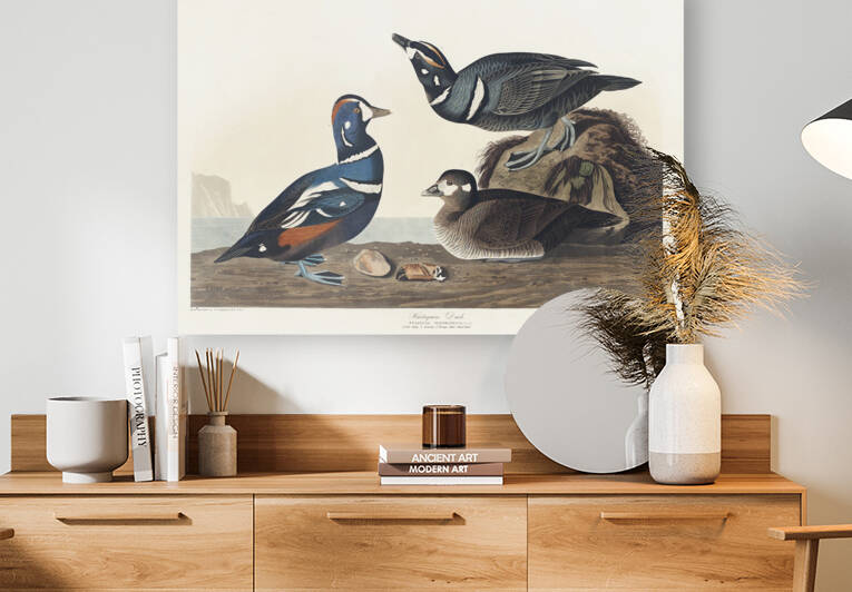Harlequin Duck Reproduction