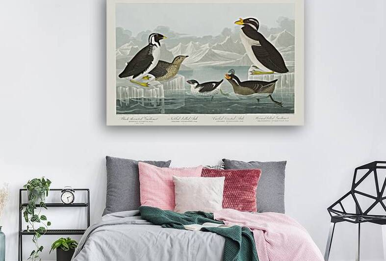 Black-throated Guillemot Nobbed-billed Auk Curled-crested Auk and Horned-billed Guillemot by IStockHistory com