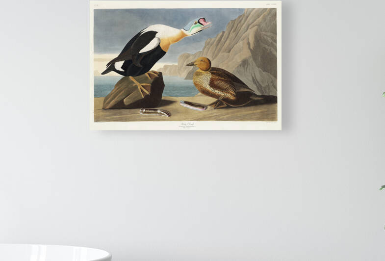 King Duck Reproduction