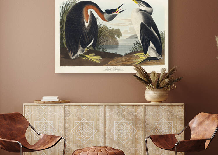 Red-necked Grebe Reproduction