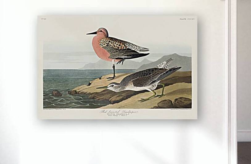 Red-breasted Sandpiper by IStockHistory com