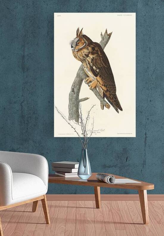 Long-eared Owl by IStockHistory com