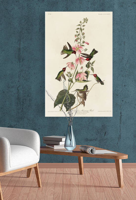 Columbian Humming Bird by IStockHistory com