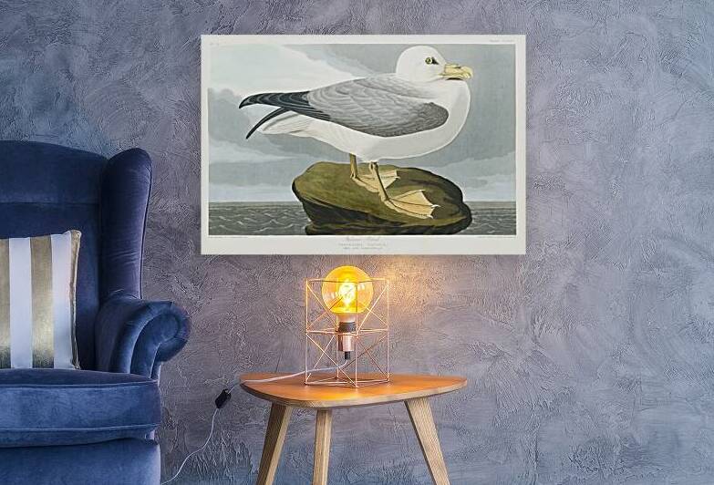 Fulmar Petrel by IStockHistory com