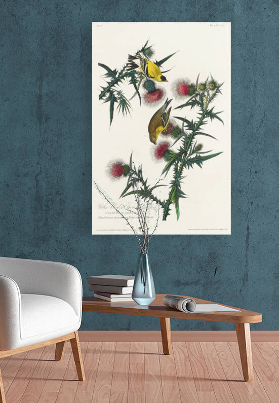 American Goldfinch by IStockHistory com