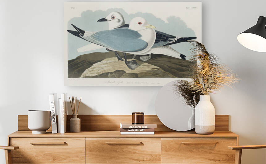 Kittiwake Gull Reproduction