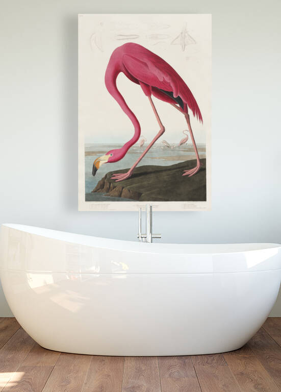 Pink flamingo Reproduction