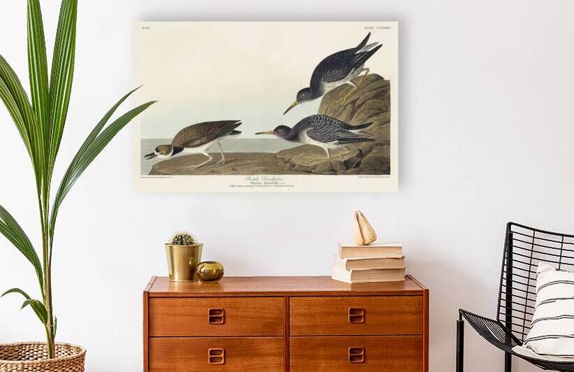 Purple Sandpiper by IStockHistory com