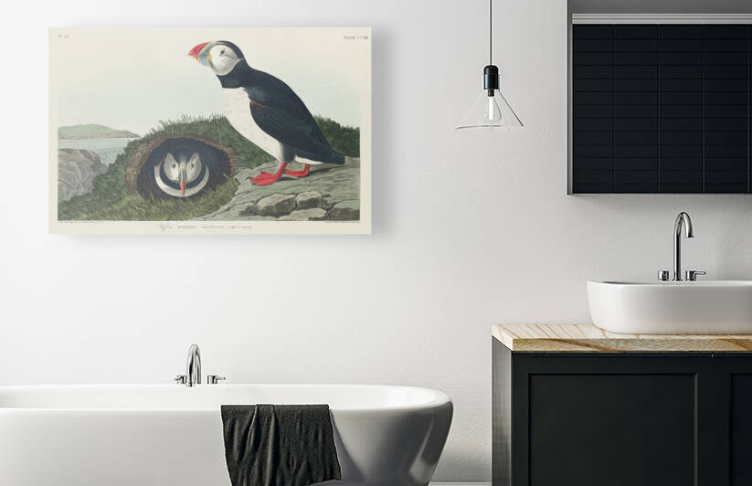 Puffin by IStockHistory com