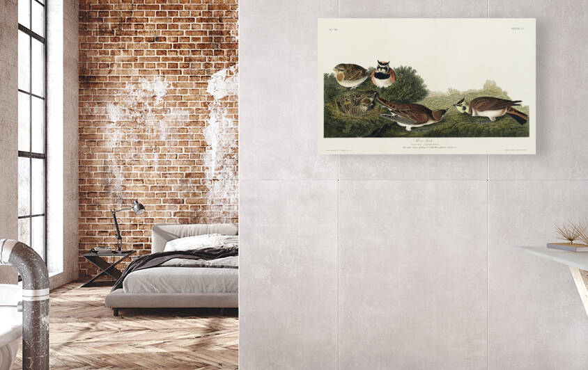 Shore Lark by IStockHistory com