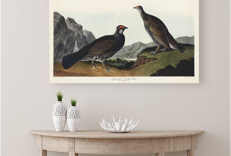 Long-tailed or Dusky Grous by IStockHistory com