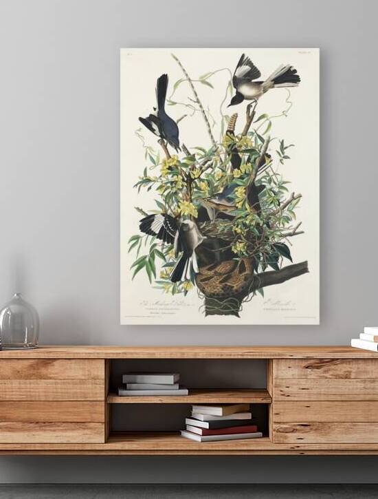 Mocking Bird by IStockHistory com