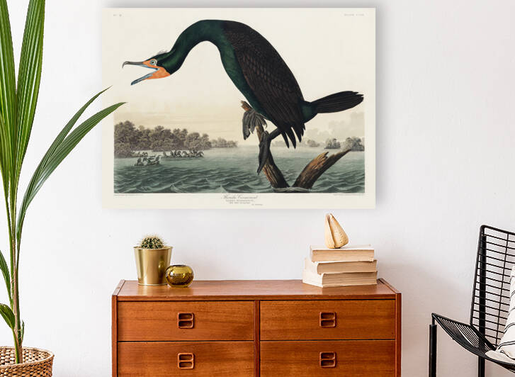 Florida Cormorant by IStockHistory com
