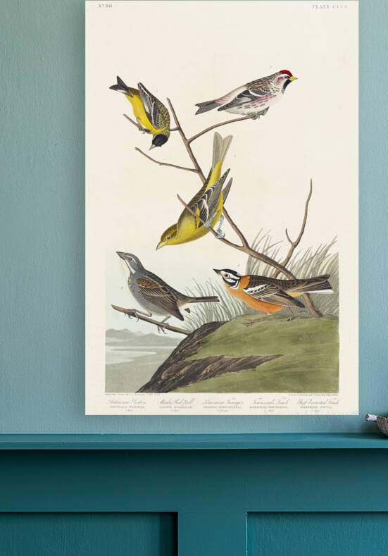 Arkansaw Siskin Mealy Red-poll Louisiana Tanager Townsends Bunting and Buff-breasted Finch by IStockHistory com