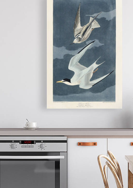 Lesser Tern by IStockHistory com