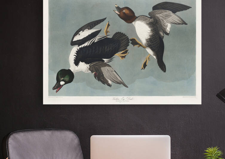 Golden-eye Duck by IStockHistory com
