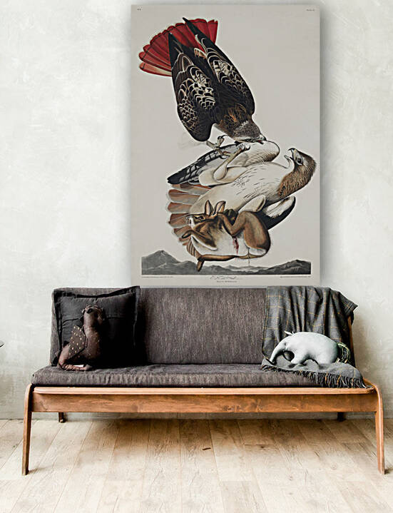 Red-tailed Hawk Reproduction