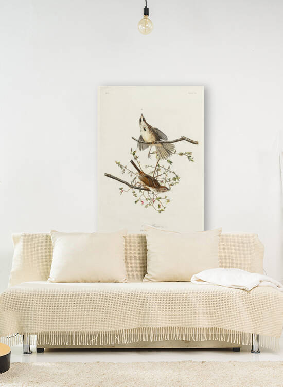 Song Sparrow Reproduction