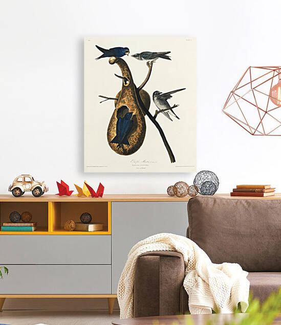 Purple Martin Reproduction