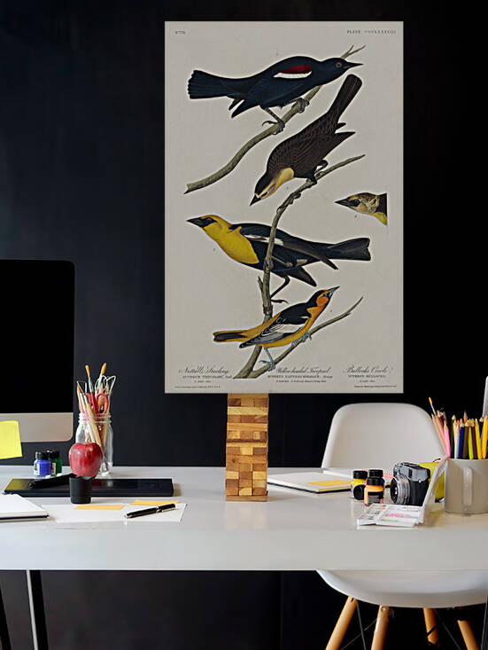 Nuttalls Starling Yellow-headed Troopial and Bullocks Oriole by IStockHistory com