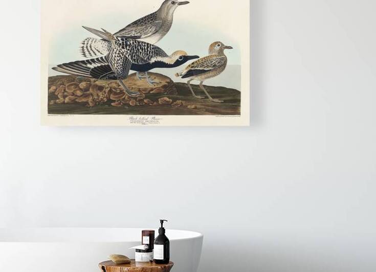 Black-bellied Plover by IStockHistory com
