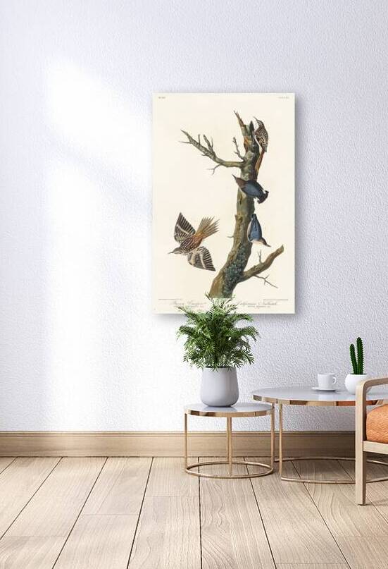 Brown Creeper and Californian Nuthatch by IStockHistory com