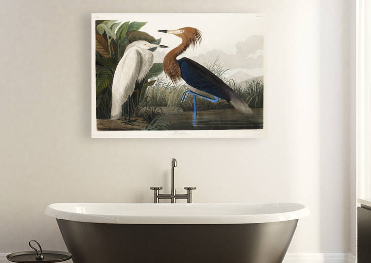 Purple Heron by IStockHistory com