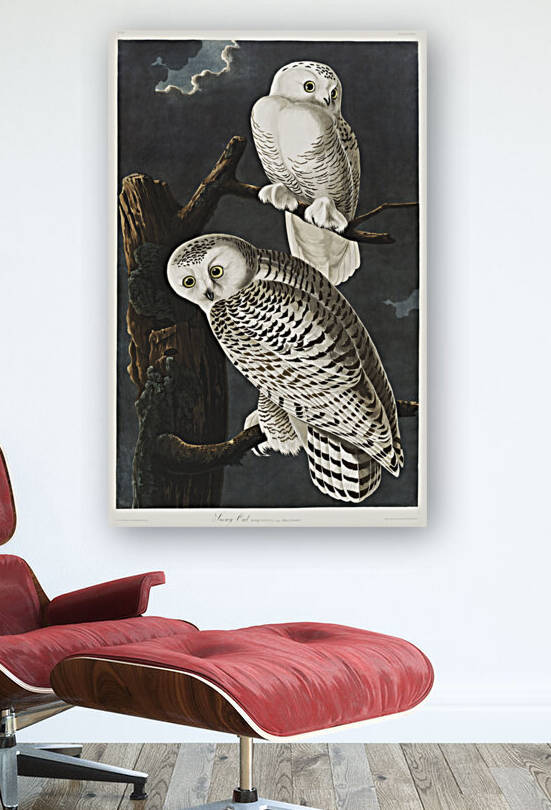 Snowy Owl by IStockHistory com