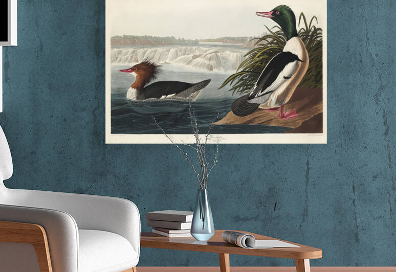 Goosander by IStockHistory com