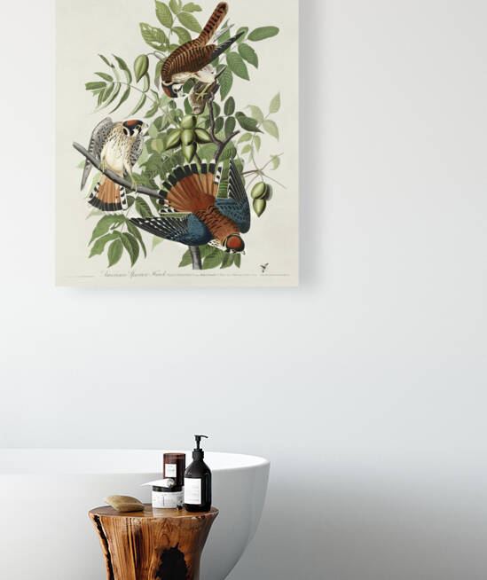 American Sparrow Hawk Reproduction