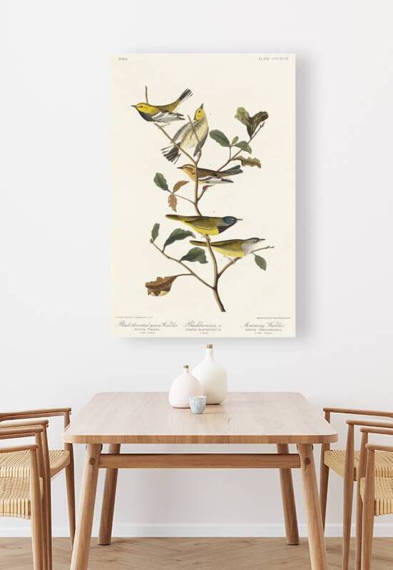 Black-throated green Warbler Blackburnian and Mourning Warbler by IStockHistory com