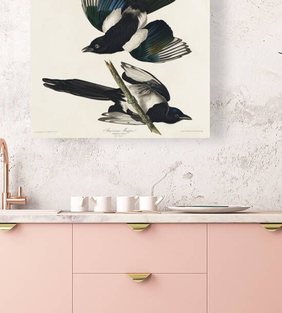 American Magpie by IStockHistory com