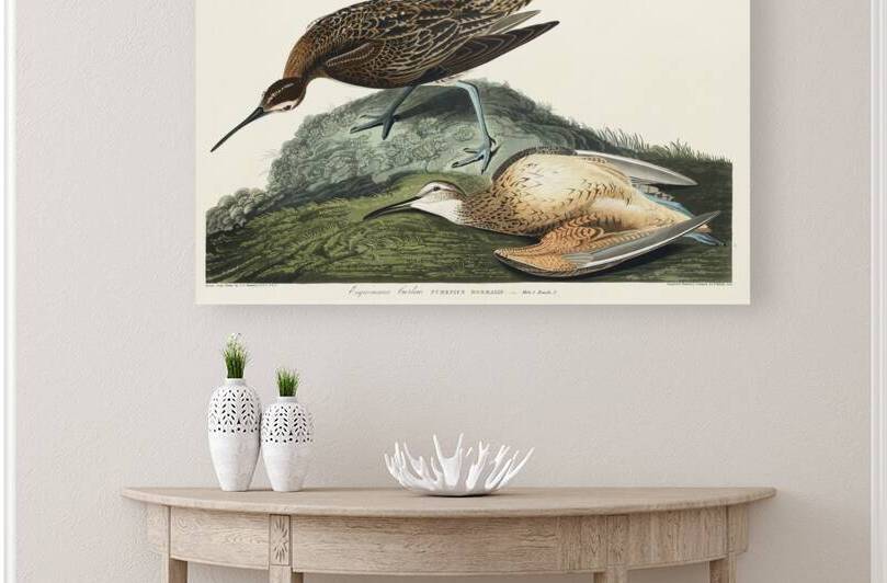 Esquimaux Curlew by IStockHistory com