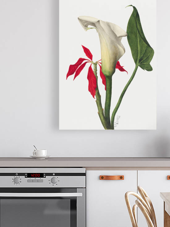 Calla Lily 1877 Reproduction