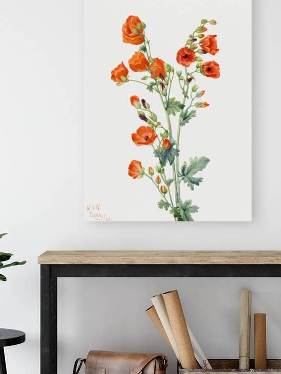 Scarlet Globe Mallow Sphaeralcea grossulariaefolia 1927 by IStockHistory com