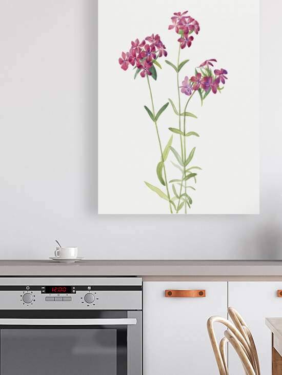Hairy Phlox Phlox amoena 1930 by IStockHistory com