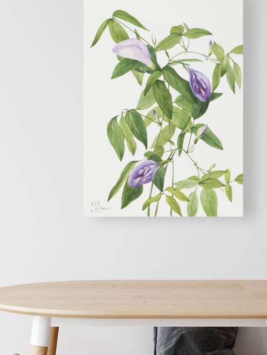 Butterfly Pea Clitoria mariana 1934 by IStockHistory com