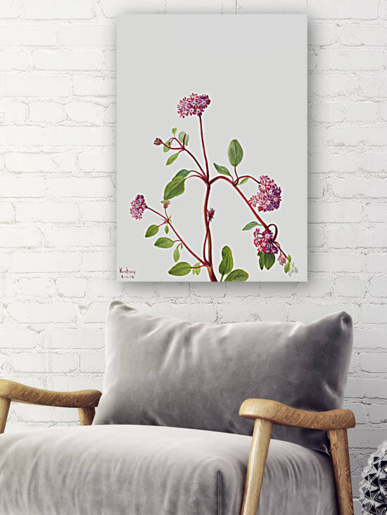 Sand Verbena Abronia umbellata 1936 by IStockHistory com
